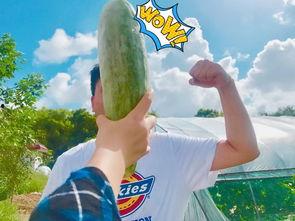 网红吃瓜听讲述,揭秘娱乐圈幕后故事